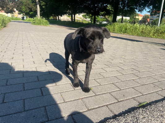 Böbi, a Töpi és a Világ Legsúlyosabb Gondja
