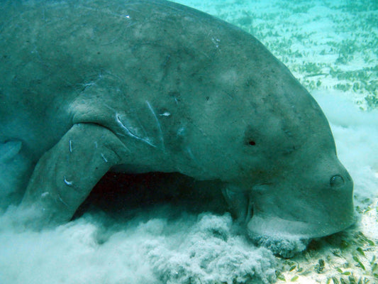 Dugong – az ausztrál hungarikum