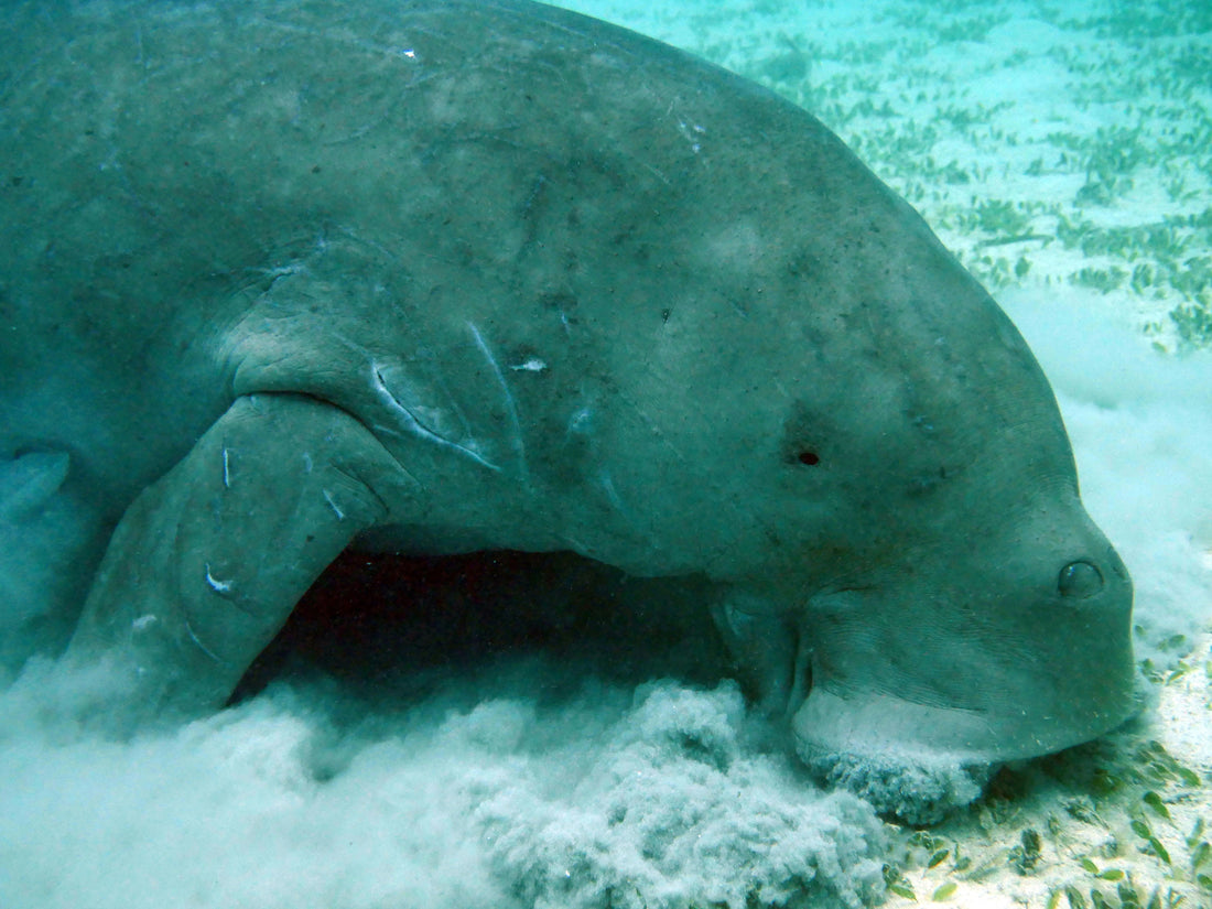 Dugong – az ausztrál hungarikum