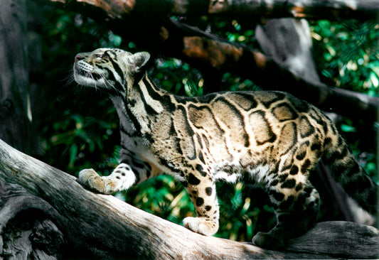 A párduc, amelynek a nősténye önvédelemből puma lesz