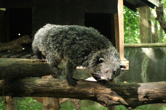 A popcorn illatú binturong spéci képessége: a spermaspájzolás