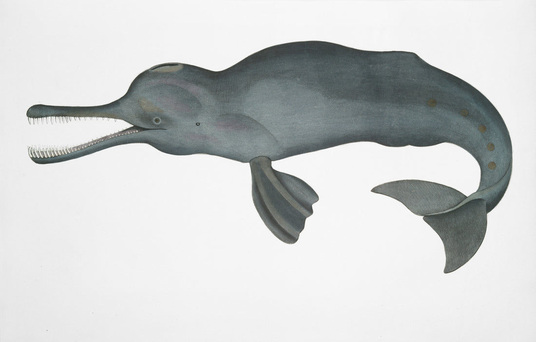 Gangeszi delfin: az úristen büntetése