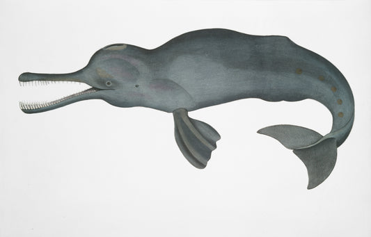 Gangeszi delfin: az úristen büntetése
